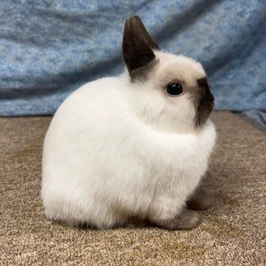 Netherland Dwarfs Colors