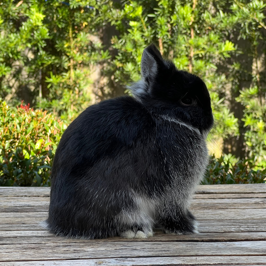 Silver Marten Netherland Dwarf Rabbit