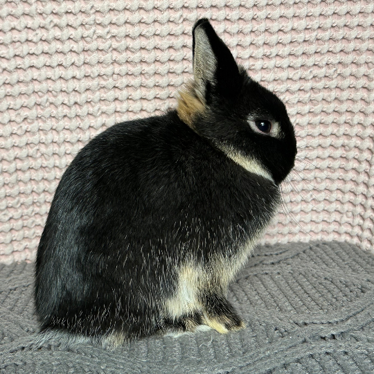 Netherland Dwarfs For Sale – Sunshine Lops and Dwarfs